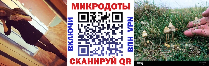 купить   Кирс  Галлюциногенные грибы Psilocybe 